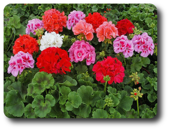 Пеларгония